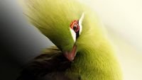 pic for Turaco African Bird 